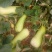 菜瓜20~30cm