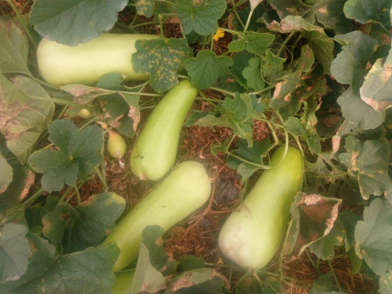 菜瓜20~30cm