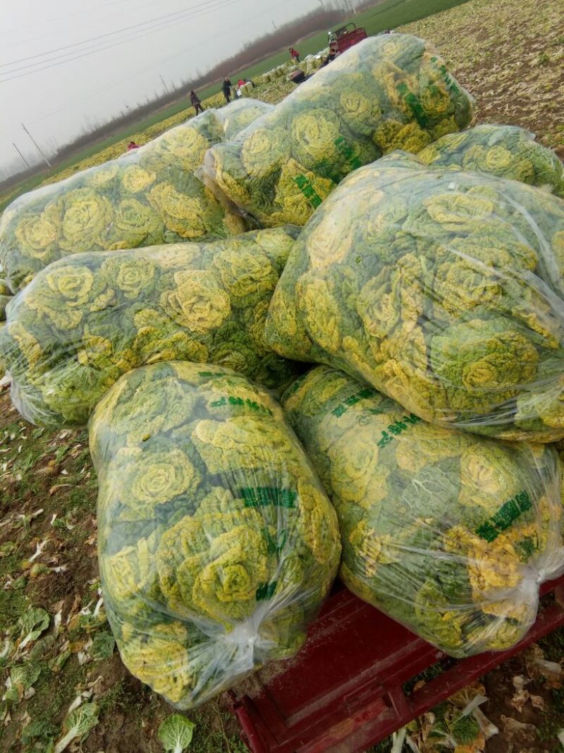 河南南阳精品黄心菜，黄心乌菜，万亩基大量上市欢迎实地考察