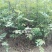 花椒苗1~2年