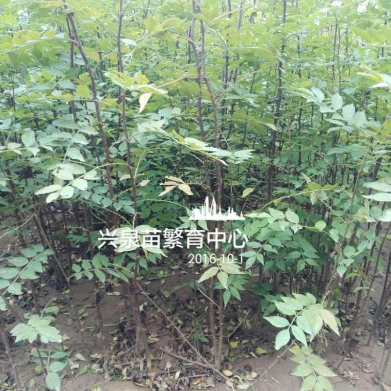 花椒苗1~2年