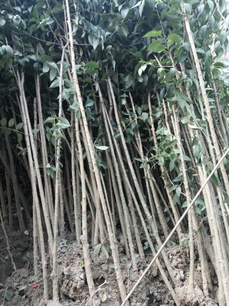大叶女贞4cm以下