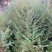 红豆杉1-------3公分，有需要的联系我，具体详谈。