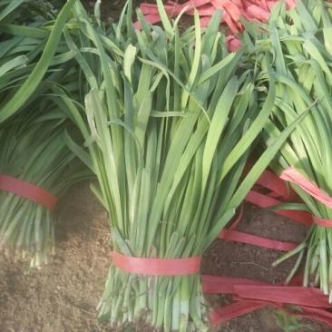 四季苔韭二茬