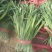 四季苔韭二茬