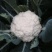 白花菜