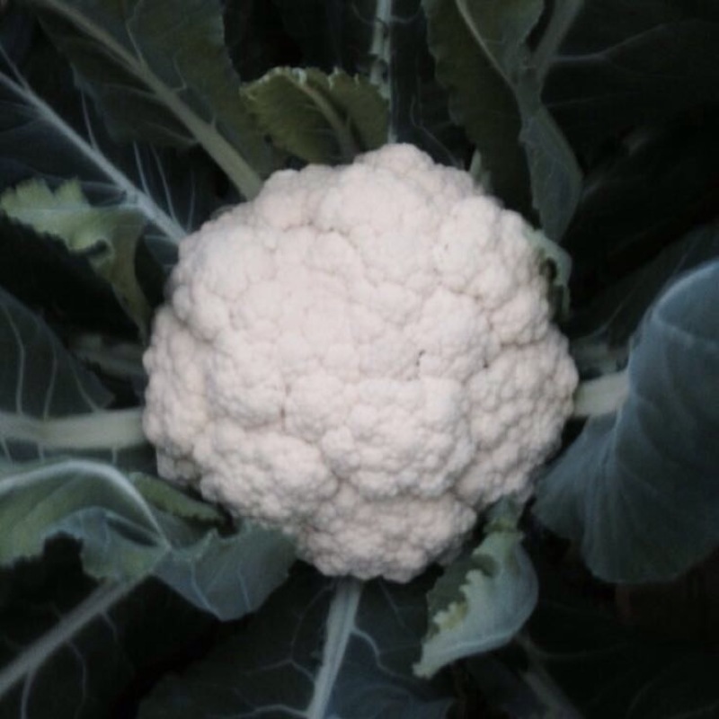 白花菜