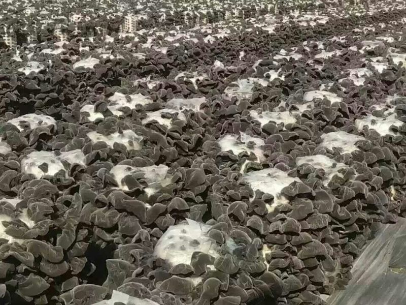 秋耳二级