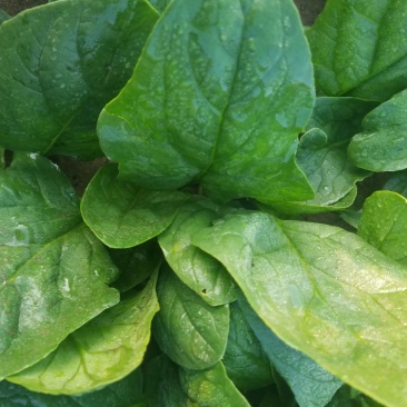 大叶菠菜20~25厘米