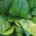 大叶菠菜20~25厘米