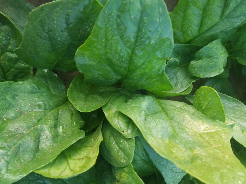 大叶菠菜20~25厘米