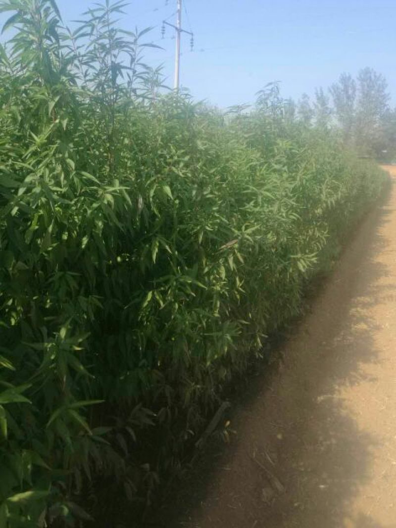 桃树苗80cm以上