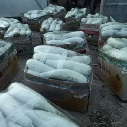 翠蜜宝甜瓜河北沧州市青县_批发_供应-一亩田