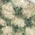 菜花1斤适中乳白