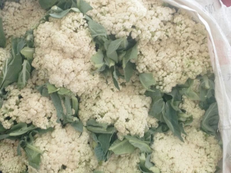 菜花1斤适中乳白