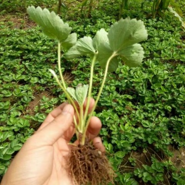 红颜草莓苗10~20cm