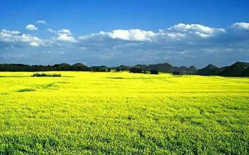 菜油一级