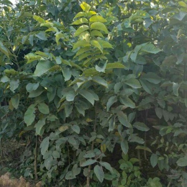 核桃苗二年苗150~200cm