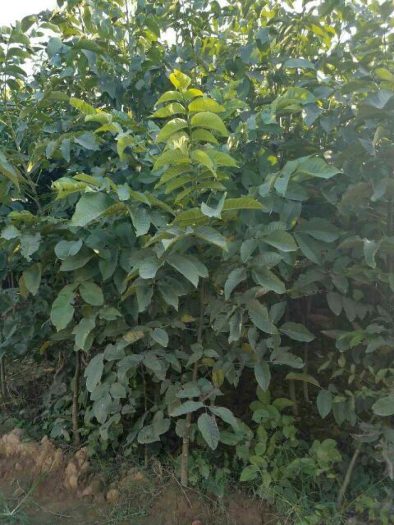 核桃苗二年苗150~200cm