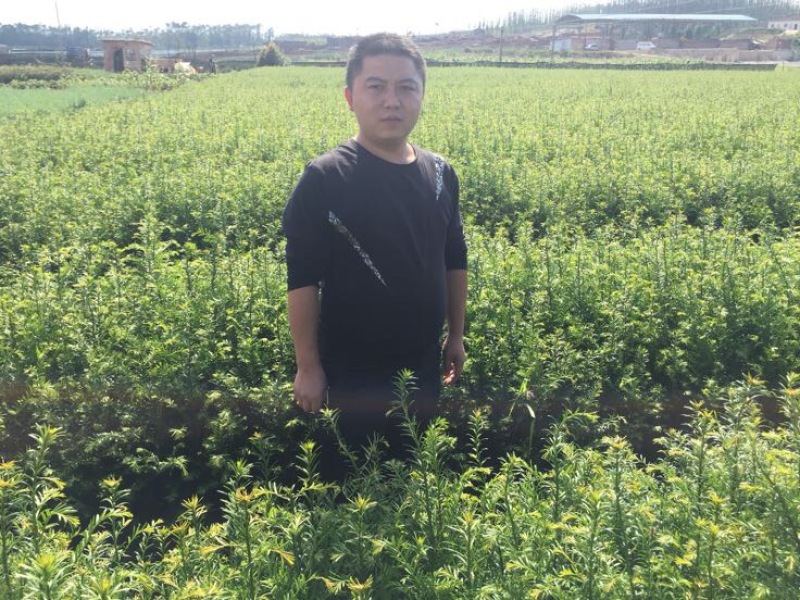 南方红豆杉