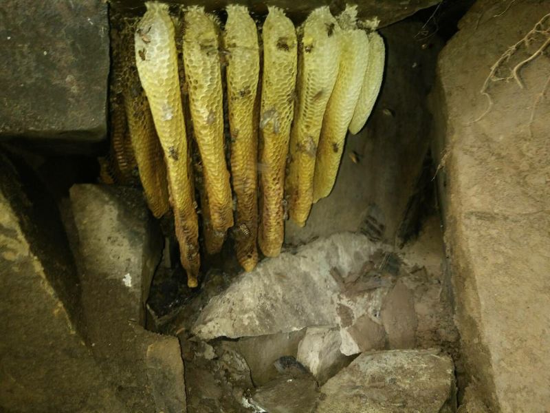 土蜂蜜深山正宗土蜂蜜2斤零售价包邮发货仅线上交易