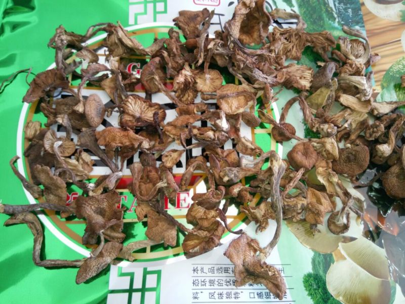 树秋菌一级