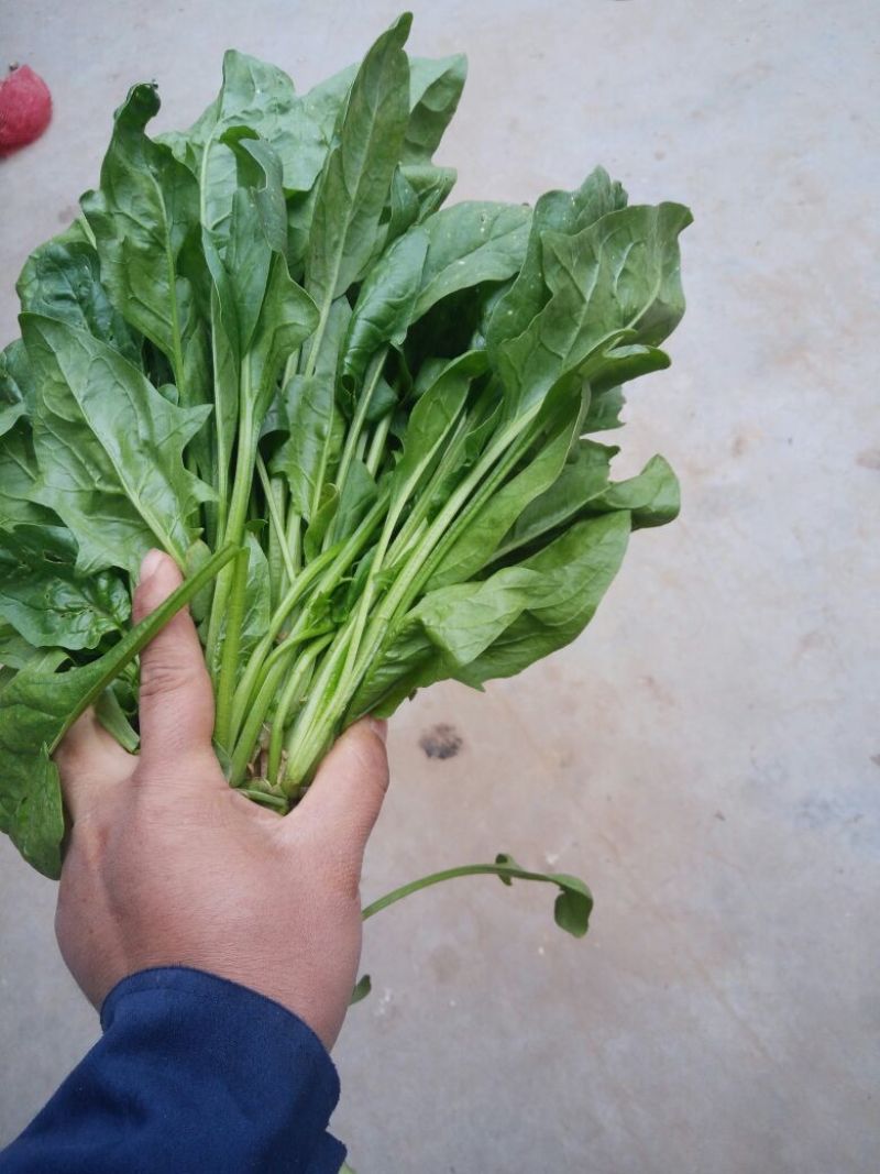 大叶菠菜25~30厘米