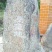 软枝油茶树30~50cm