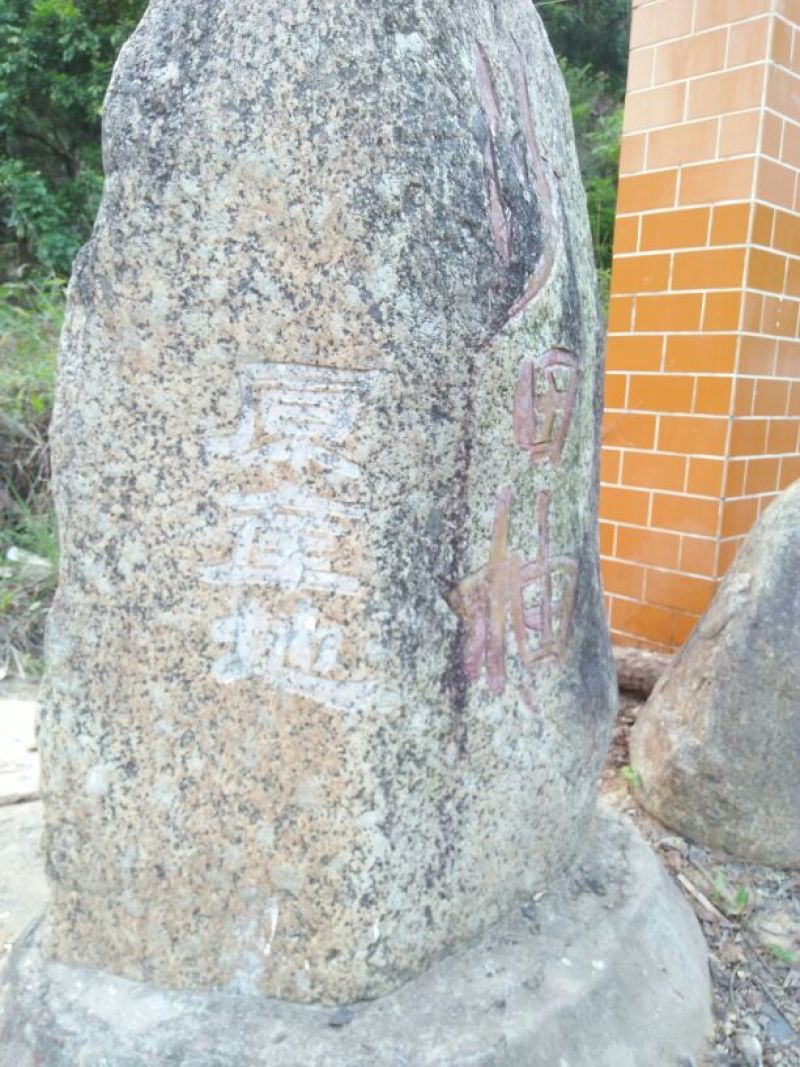 软枝油茶树30~50cm