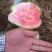 西瓜番石榴苗