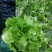 意大利生菜4两~5两
