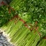 荠菜10cm以上