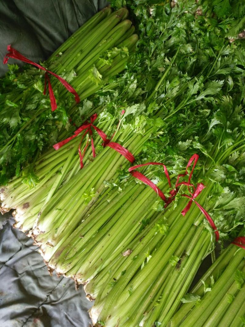 荠菜10cm以上