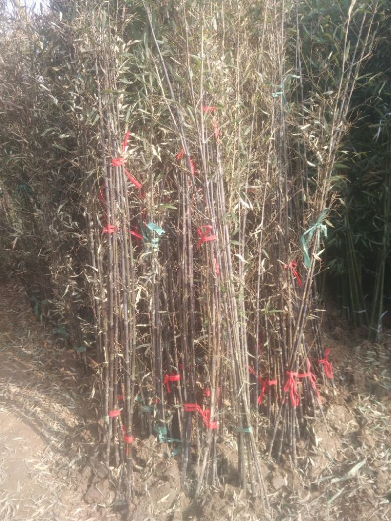 紫竹2~3m