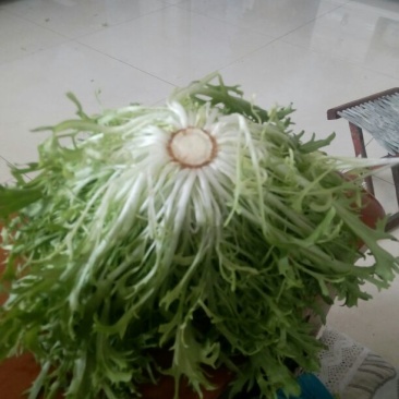苦菊20~25cm