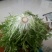 苦菊20~25cm