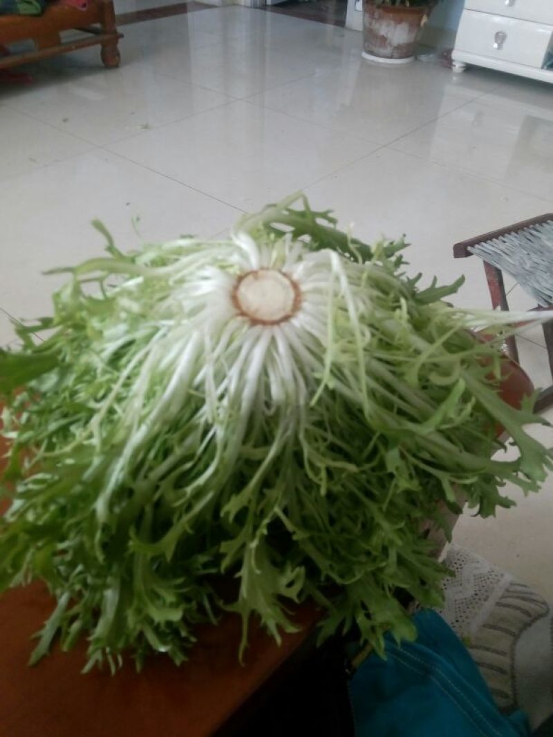 苦菊20~25cm