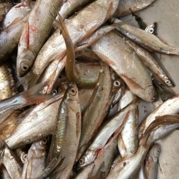 池鲤鱼食用1~2公斤