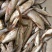 池鲤鱼食用1~2公斤