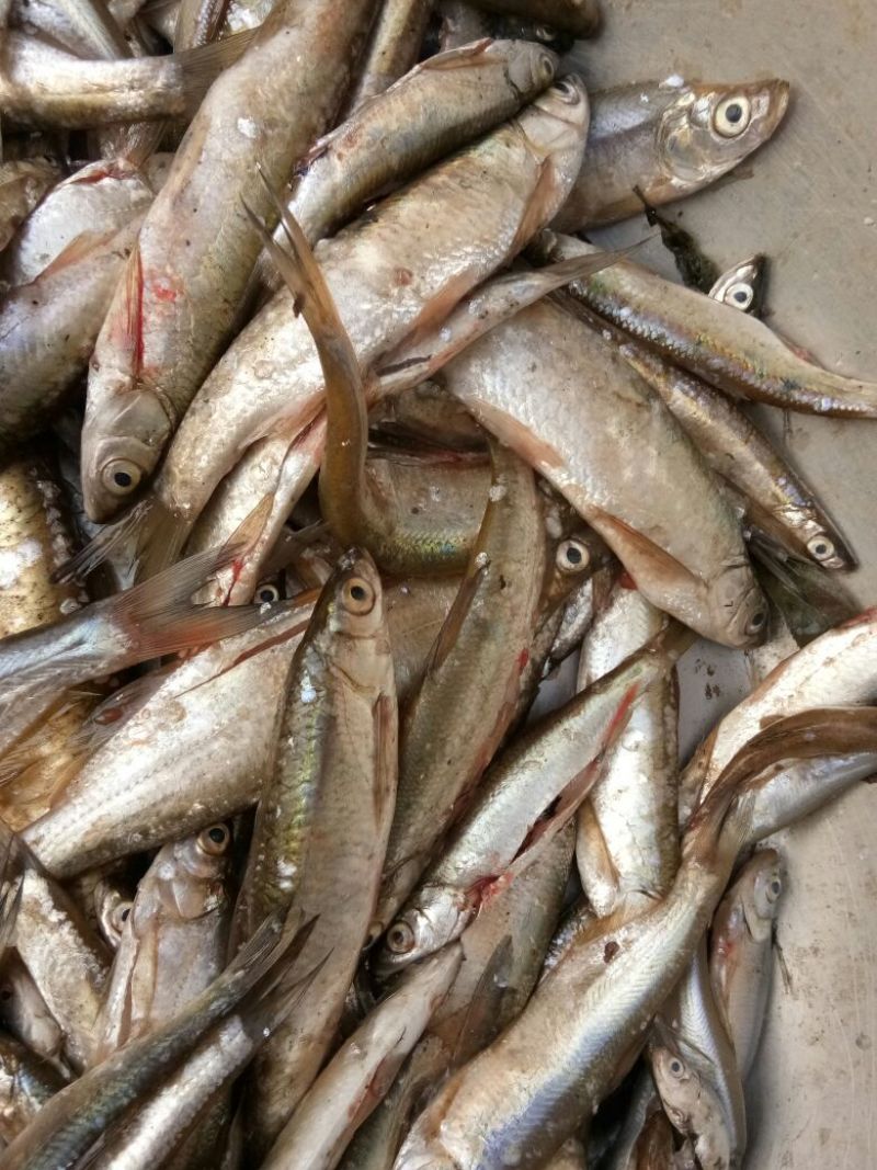 池鲤鱼食用1~2公斤
