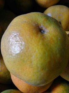 椪柑湖北当阳市