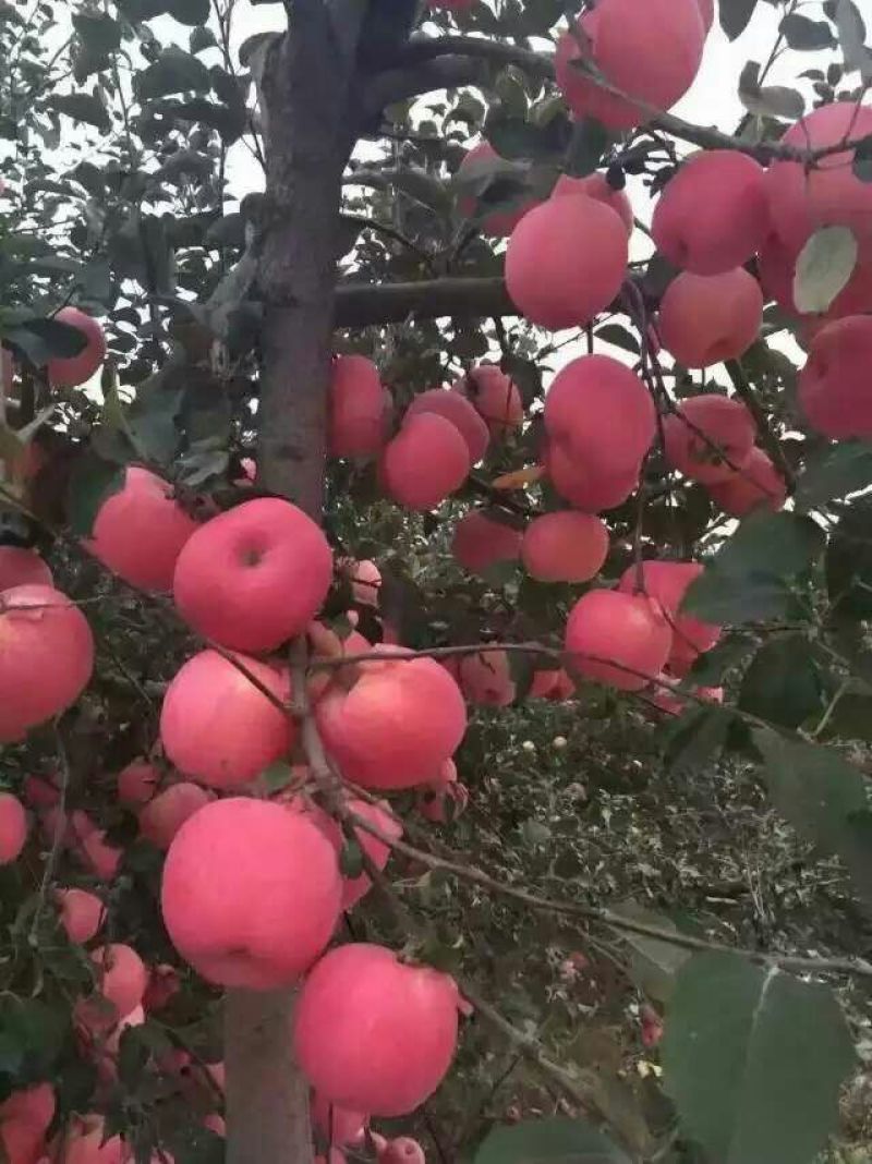 苹果树苗一到两年苗40~50cm根系发达