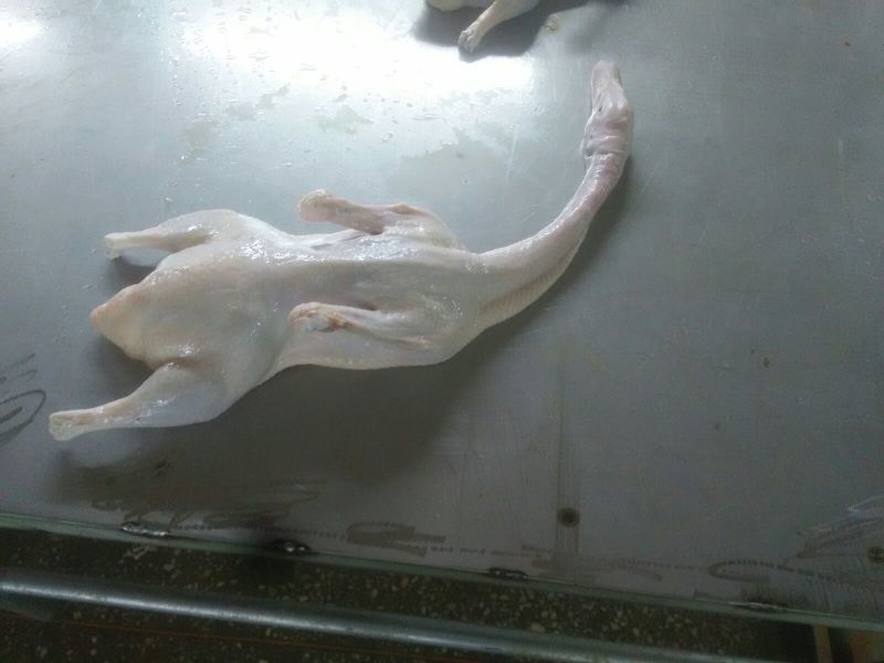 白条鸭