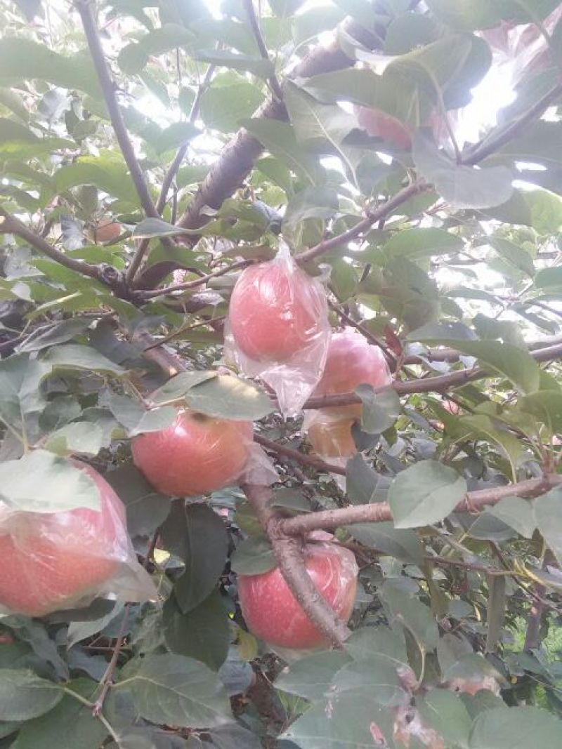超红苹果75mm以上膜袋质量保证欢迎采购