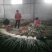 铁杆大葱40cm以上净葱3cm左右