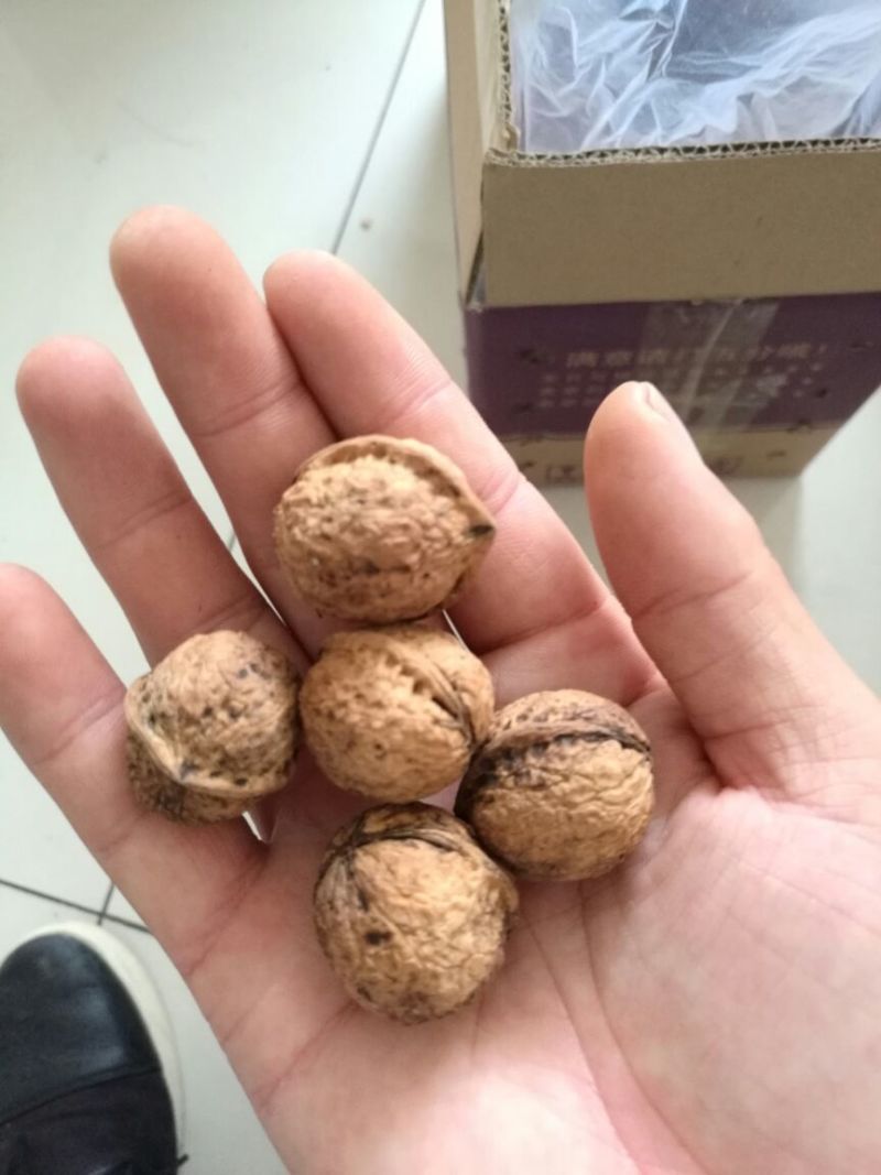 薄皮核桃25mm以下去皮