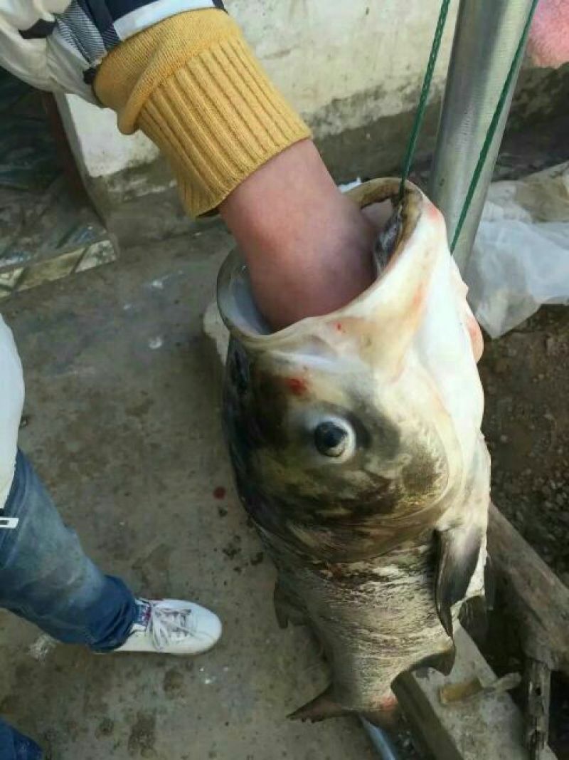 鲢鱼食用活鱼