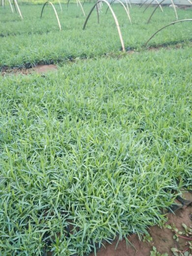 常夏石竹质量保证规格齐全价格合理发货及时