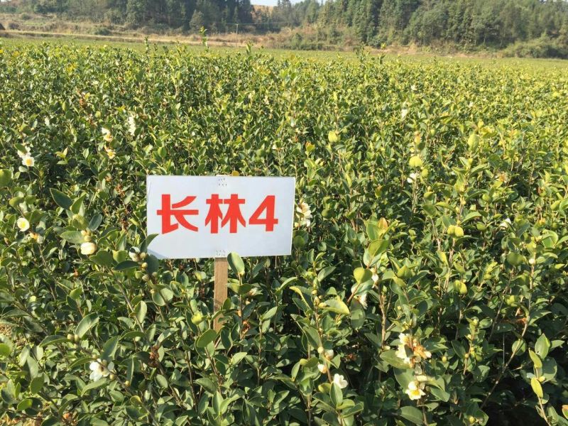 长林油茶苗10~29cm