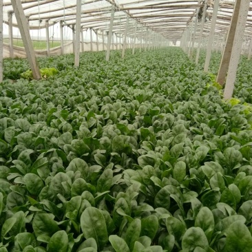 大叶菠菜20~25厘米